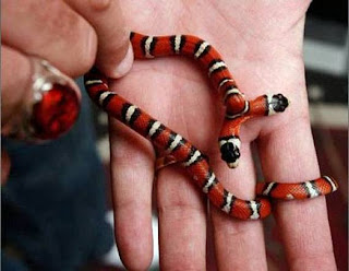 Amazing Two Headed Snakes