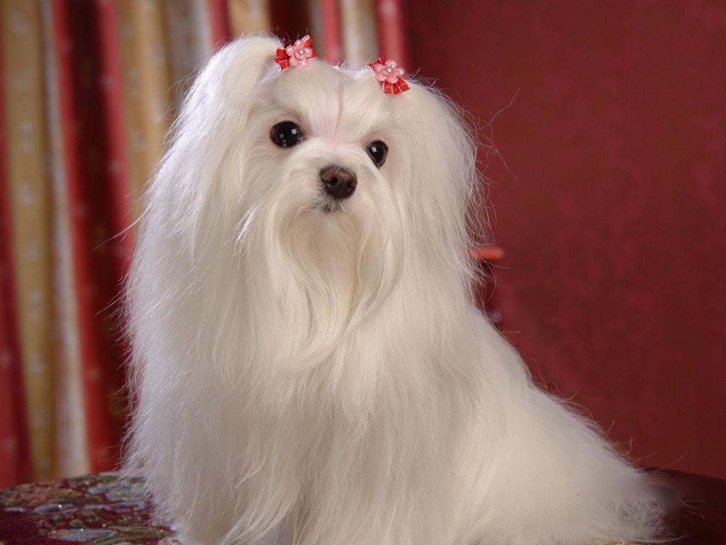 maltese dog one year old june 2003 lucky the maltese dog one year old ...