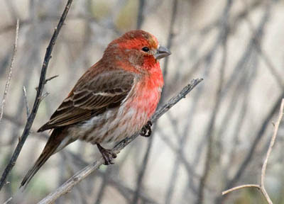 Photo of House Finch