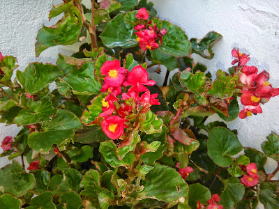 begonia en flor