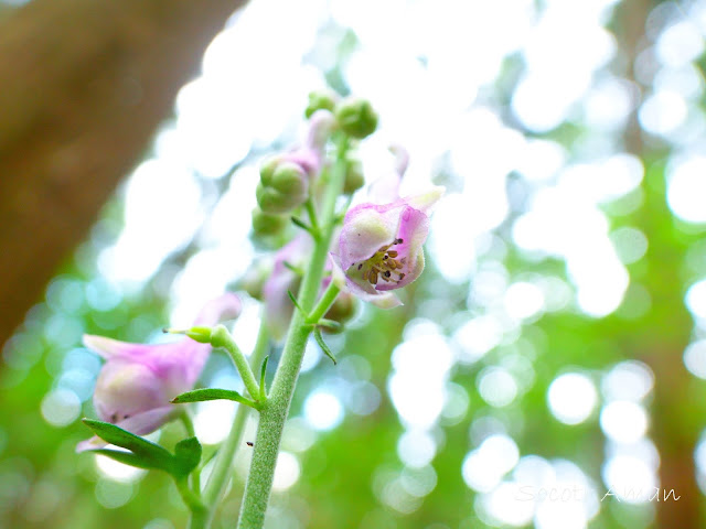 Aconitum fudjisanense