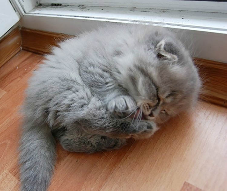 20 Pictures of Cutest Kittens in the World