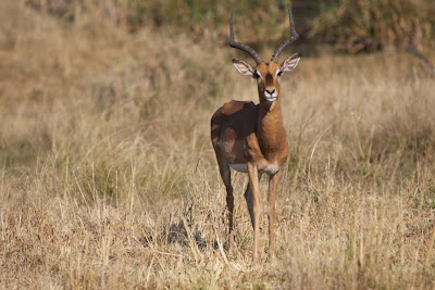 Impala