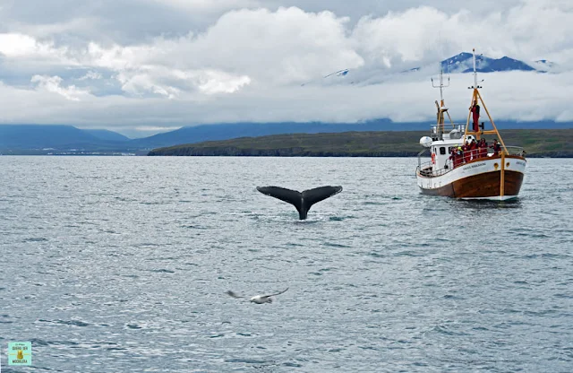 Avistamiento de ballenas en Hauganes, Islandia