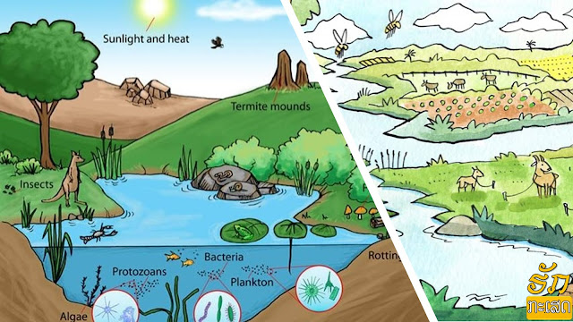 ຄໍາວ່ານິເວດວິທະຍາ (Ecology) ຊຶ່ງມາຈາກພາສາເກັກທີ່ວ່າ Oikos ຊຶ່ງແປວ່າບ້ານຫລືທີ່​ຢູ່ອາໄສ ແລະ ຄໍາວ່າ logos ແປວ່າເຫດຜົນຫຼືຄວາມຄິດ. ດ່ັງນັ້ນ, ນິເວດວິທະຍາຈຶ່ງເປັນວິທະຍາສາດ ວ່າດ້ວຍແຫ່ຼງທີ່ຢູ່​ອາ​ໃສ ຊຶ່ງລວມເຖິງຄວາມສໍາພັນຊ່ຶງກັນ ແລະ ກັນລະຫ່ວາງສິ່ງທ່ີມີຊີວິດ ແລະ ສ່ິງເວດລ້ອມ (environment) ທ່ິປະກອບກັນເປັນແຫລ່ງທ່ີຢູ່. ສ່ິງແວດລ້ອມອໝາຍເຖີງທຸກສ່ິງທ່ີຢູ່ອ້ອມສ່ີງທ່ີມີຊີວິດເຊ່ັນ: ສ່ີງແວດລ້ອມໃນໂລກຊ່ຶງ ເປັນແຫ່ຼງທ່ີຢູ່ (habitat) ຂອງຄົນ ປະກອບດ້ວຍພື້ນທ່ີທ່ີເຮົາອາໄສຢ່ ູ. ເຮົາຮຽກພື້ນທ່ີຮອງຮັບຫຼືຢຶດເກາະຂອງ ສ່ີງມີຊີວິດວ່າ: ”substrate” ແລະ ອາກາດທ່ີຫຸ້ມຫ່ໍຕົວຢູ່ ເຮົາຮຽກສ່ິງທ່ີຢູ່ຮອບໆສ່ິງທ່ີມີຊີວິດວ່າ: “medium” ອຸນຫະພູມ ແລະ ຄວາມຊຸມຂອງບັນຍາກາດ, ນົກ, ຕົ້ນໄມ້, ແບກເຕີເຣຍ, ໄວຣັສ ລວມເຖີງມະນຸດເຮົາທຸກໆ ຄົນທ່ີຢ່ ຸຮ່ວມໂລກກັນ. ພວກເຮົາຕ່າງກ່ໍເປັນສ່ິງແວດລ້ອມຂອງເຮົາ ແລະ ໃນທໍານອງດຽວກັນເຮົາກ່ໍເປັນສ່ິງແວດລ້ອມປະກັນໜ່ືງຂອງອົງປະກອບທ່ີມີຊີວິດ ແລະ ບ່ໍມີຊີວິດອ່ຶນໆດ້ວຍ. ອົງປະກອບເຫລົ່ານີ້ມີຄວາມສໍາພັນ ແລະ ມີອິດທິພົນຊ່ຶ່ງກັນ ແລະ ກັນເຮົາຮຽກວ່າ: ລະບົບສ່ິງມີຊີວິດຊ່ືງປະກອບດ້ວຍ ສ່ິງມີຊີວິດ ແລະ ສ່ິງແວດລ້ອມທັງໝົດ ລວມທັງຄວວາມສໍາພັນຊ່ຶງກັນແລະ ກັນນັ້ນວ່າ: ລະບົບນິເວດ (ecosystem).  ດ່ັງນັ້ນ, ຈ່ຶງສະຫຸຼບໄດ້ວ່າ: