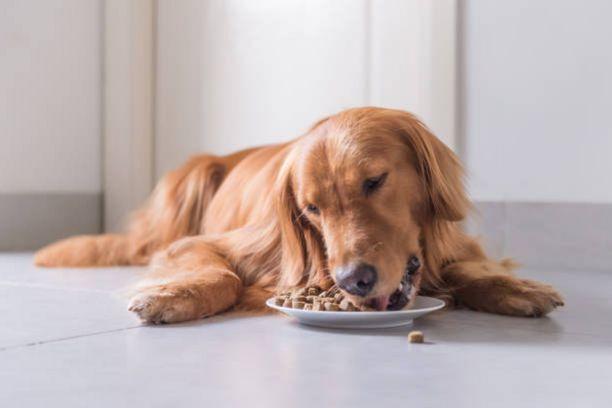 Aliment pour chien âgé et adulte: quelle est la différence?