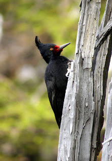 Photo of woodpecker by Pedro Ibanez