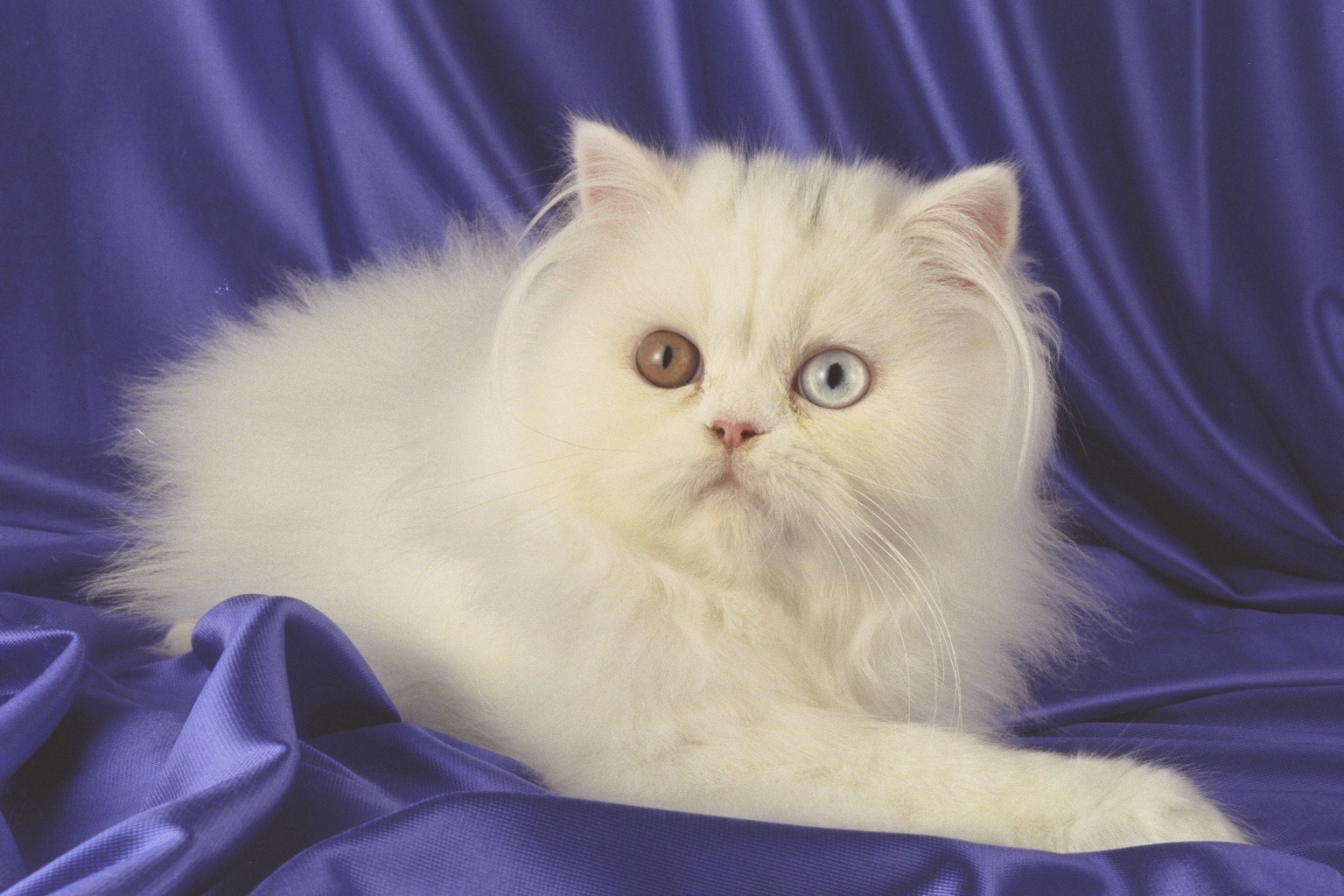 Pets Persian Cat 