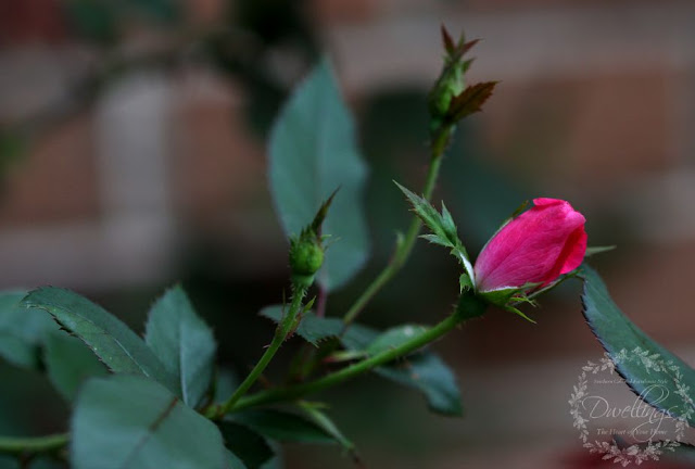 Pink Knock Out roses