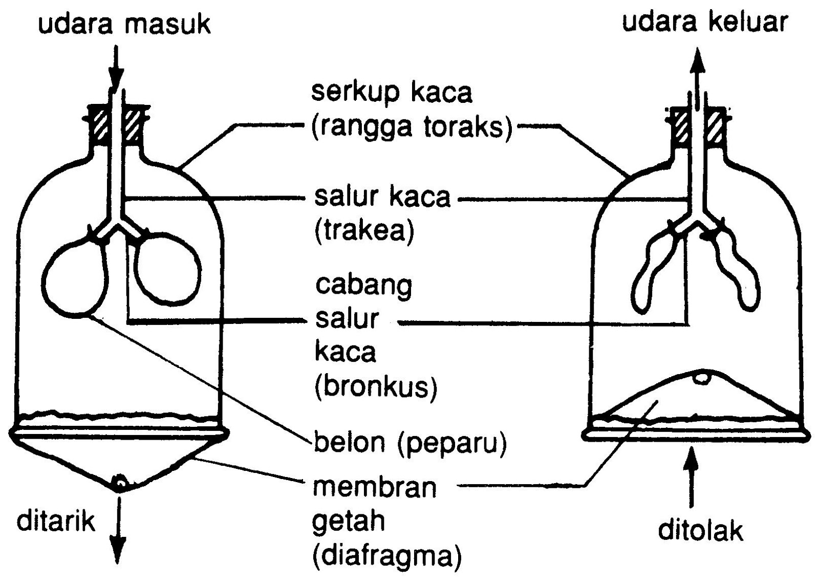 Ulangkaji Sains PT3 : Bab 1 Respirasi