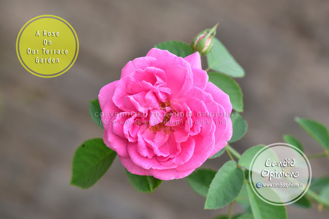 A Rose On Our Terrace Garden