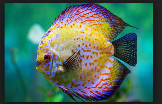 Jenis Ikan  Hias  Cantik dan Murah  Berikut Beberapa Nama 