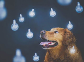 Green Pear Diaries, fotografía, mascotas, Jessica Trinh, Chuppy, Golden Retriever