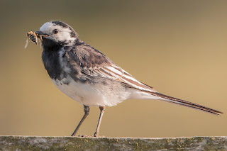 Pied Wagtail DFBridgeman