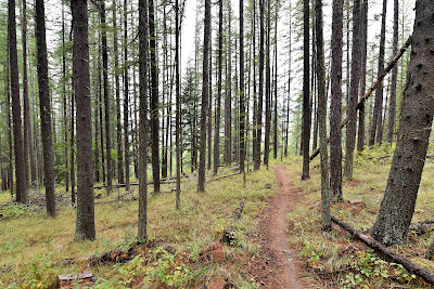 Trans Canada Trail forest British Columbia.