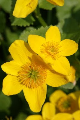 Gewone Dotterbloem - Djerreblom - Caltha palustris