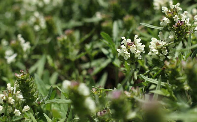 Prunella laciniata Flowers Pictures