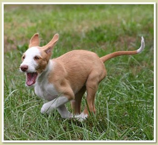 Ibizan Hound Puppy Running Picture