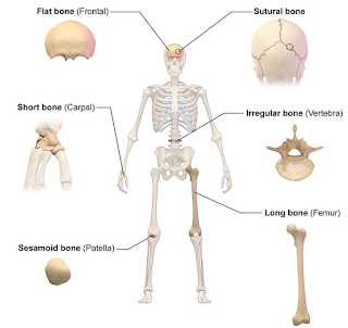 Bone types: long, short, sesamoid, irregular, and flat
