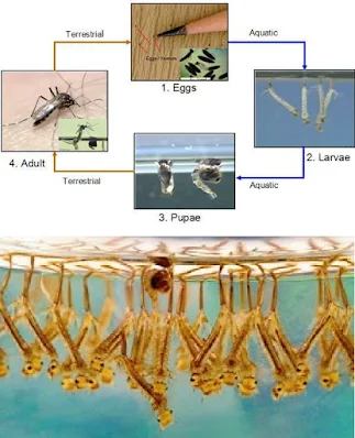 perkembangbiakan nyamuk