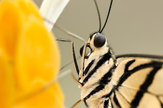 Un insecte: de la plante à l'assiette