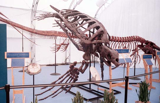 Archelon Ischyros