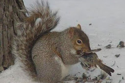 Grey squirrel eating Flickr Photo Sharing!