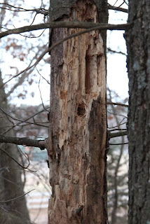 dead pine with woodpecker holes