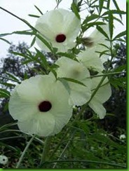 Hibiscus cannabinus ok