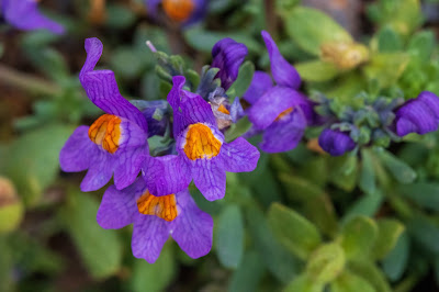 [Plantaginaceae] Linaria alpina – Alpine Toadflax (Linajola alpina)