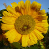 Bunga Matahari Merah - BIJI BENIH BUNGA MATAHARI MERAH/SUNFLOWER RED SUN(10 SEEDS ... - Manfaat bunga matahari baik biji dan minyaknya adalah untuk jantung, peradangan, anti penuaan, dll.