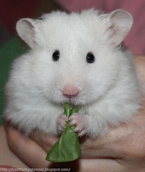 white hamster