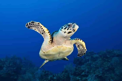 Hawksbill sea turtle's navigational abilities may not be perfect but good enough within the constraints of their sensory ability