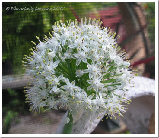 04-03-onion-blossom