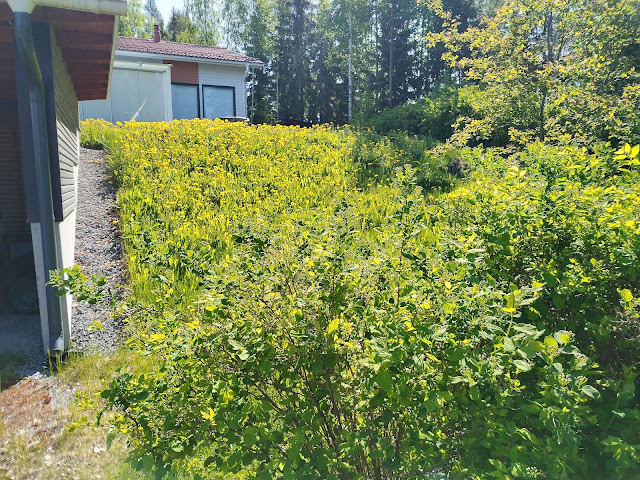 #Ruohonleikkauspalvelu #nurmikonleikkaukset #Tampere #Ylöjärvi #Pirkkala Nokia #pihatyöt #talonmiespalvelu@gmail.com 1.6.2025 kuva2