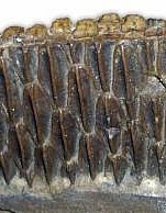 Teeth from the lower jaw of a hadrosaur showing its multiple rows of leaf-shaped teeth.