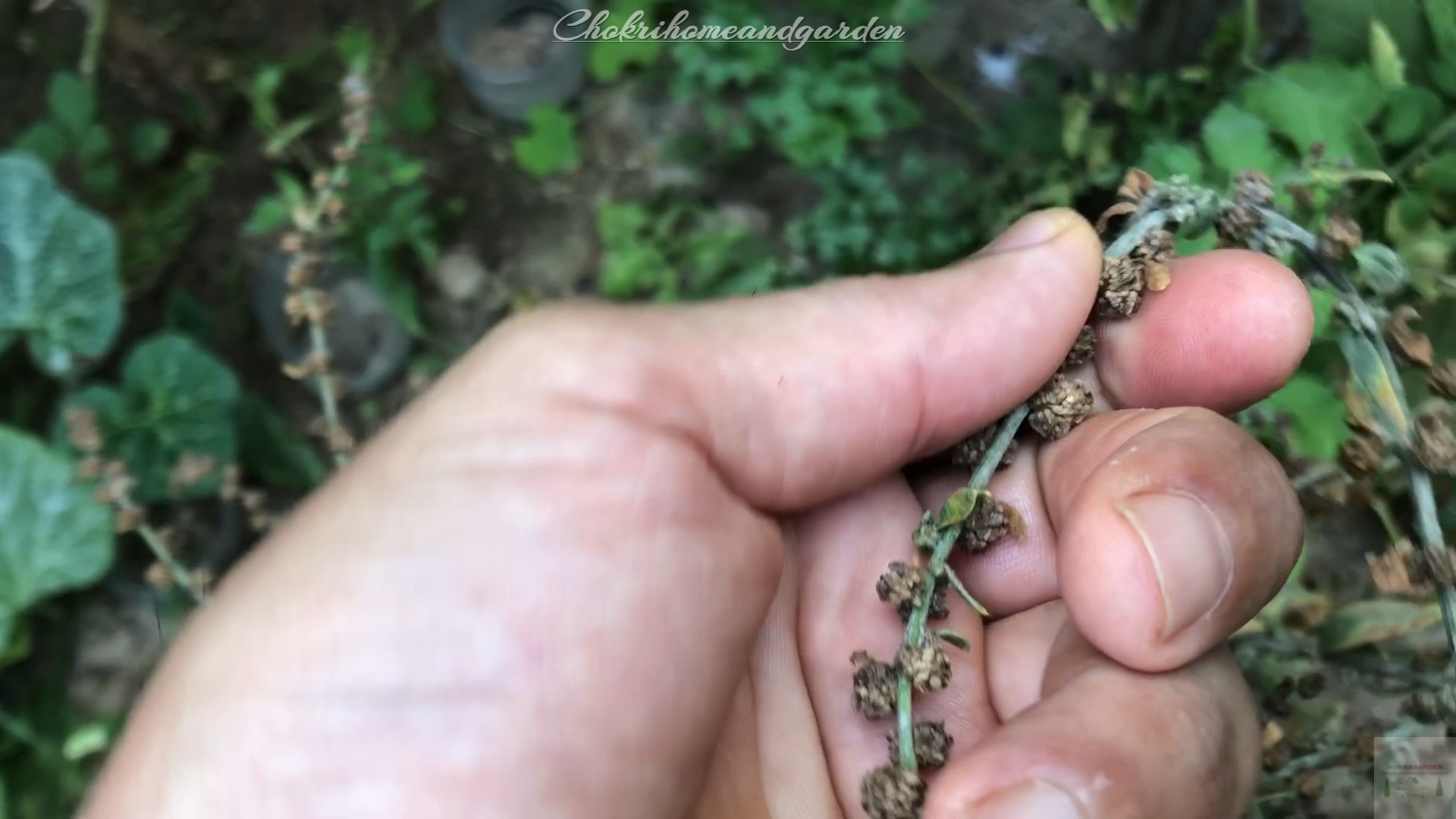 When the stems turn brown. Seeds can be stripped by hand as seeds matures.