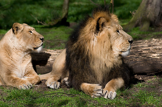 Asiatic lion - , the free encyclopedia