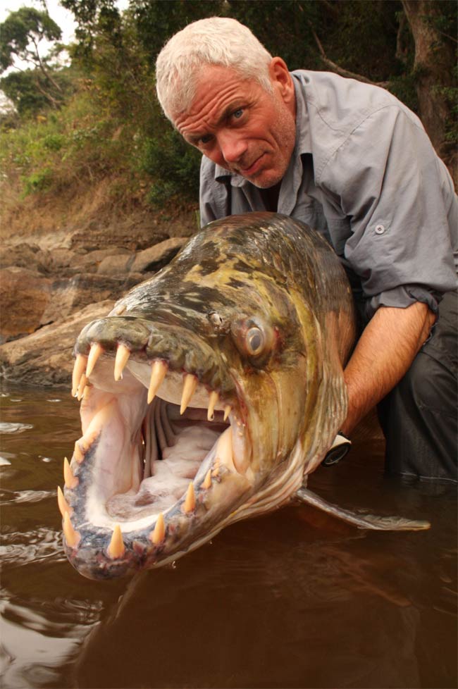 Tiger Fish | Fun Animals Wiki, Videos, Pictures, Stories