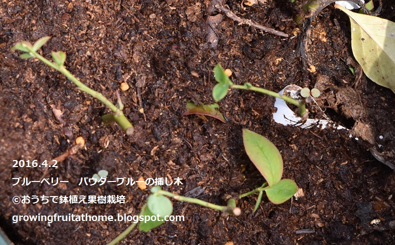 ブルーベリーの挿し木はパウダーブルーばかり
