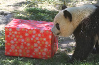 Oso panda en Zoo Aquarium de Madrid