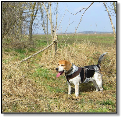 Beagle