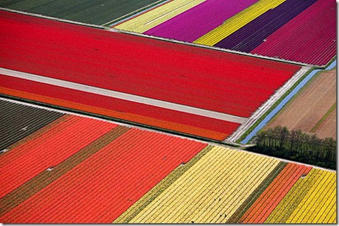 tulip fields