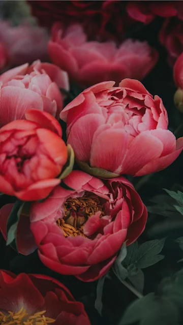 Plano de Fundo Lindas Flores iPhone X