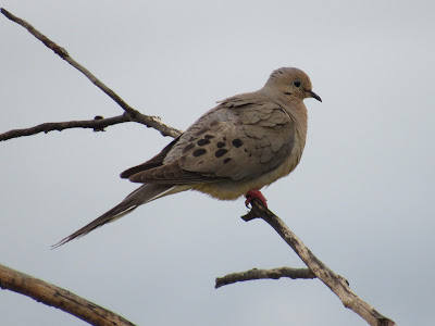 Sacramento National Wildlife Refuge California birding hotspot birdwatching