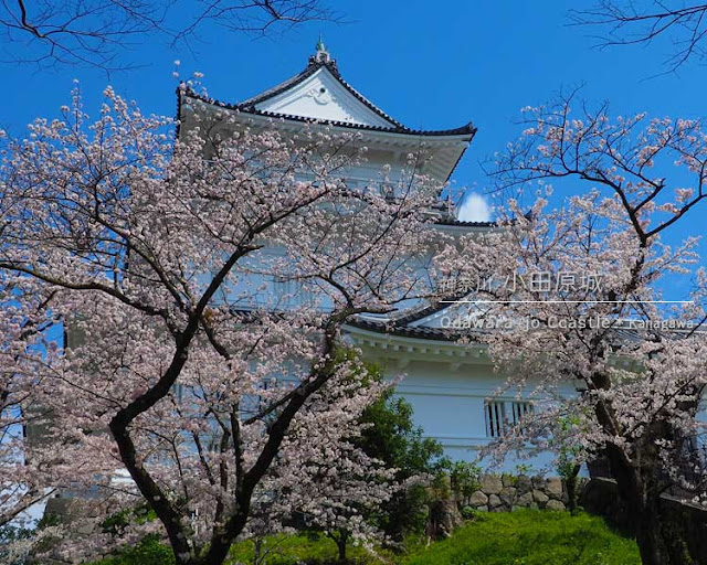 小田原城の桜：天守閣