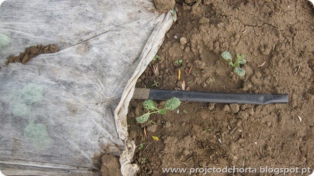 manta termica plantas