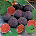 Fig and It’s Benefits