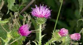 Flowers of Welted Thistle, Carduus crispus.  Orpington Field Club visit to Lullingstone Country Park.  13 August 2011.