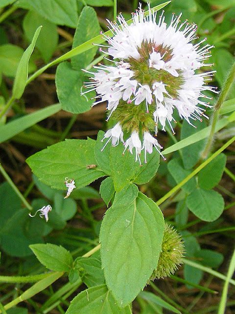 Water Mint	Mentha aquatica, Indre et Loire, France. Photo by Loire Valley Time Travel.